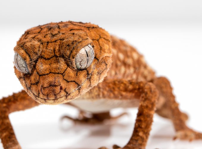Wallpaper Gecko, Caledonian Crested Gecko, reptile, lizard, close up, eyes, animals, Animals 505425654